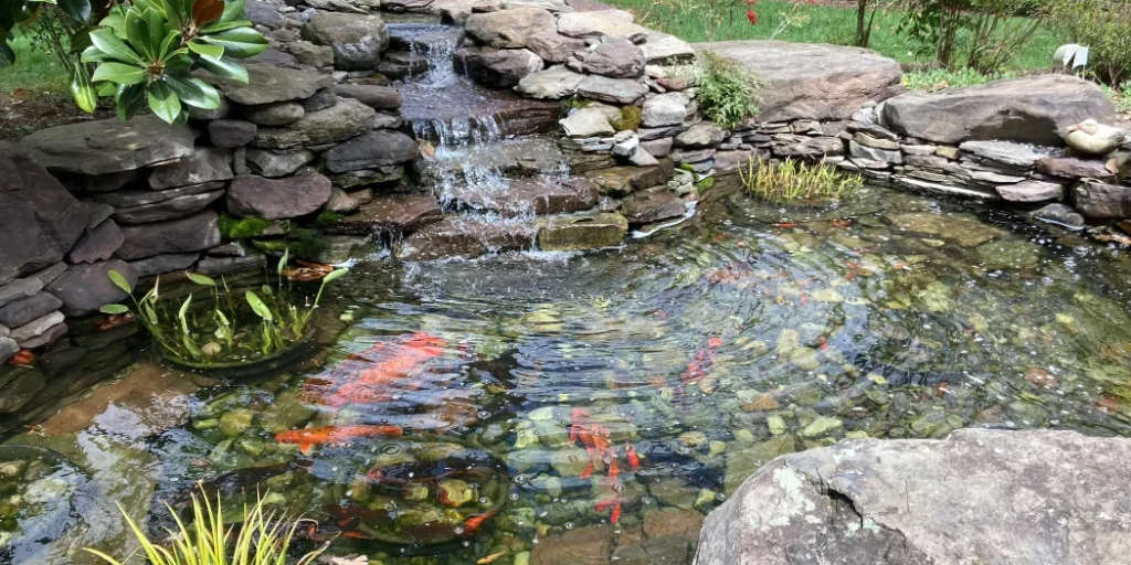 Koi Pond Filtration Systems: Which One Is Best?